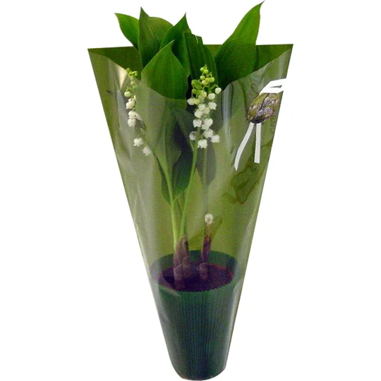 Muguet pot de 3 griffes prémium manchette berlin