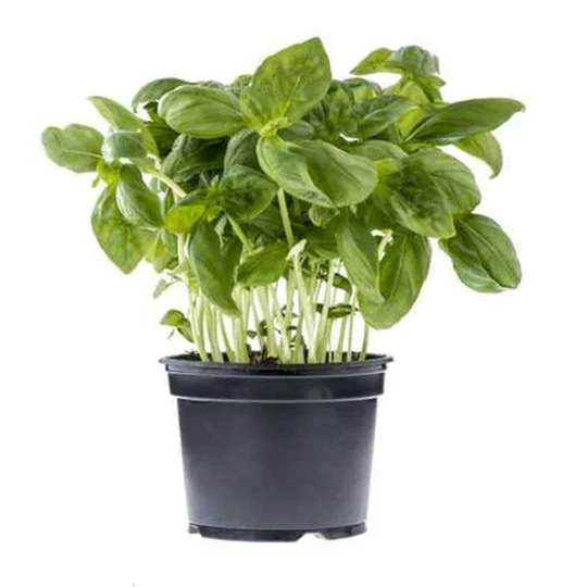 Basilic le pot