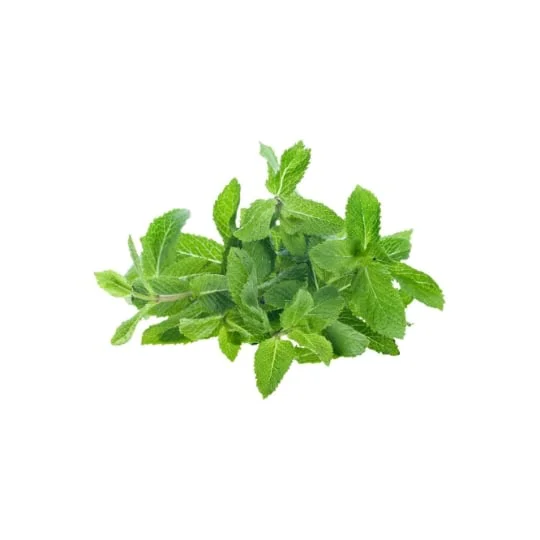 Menthe fraîche