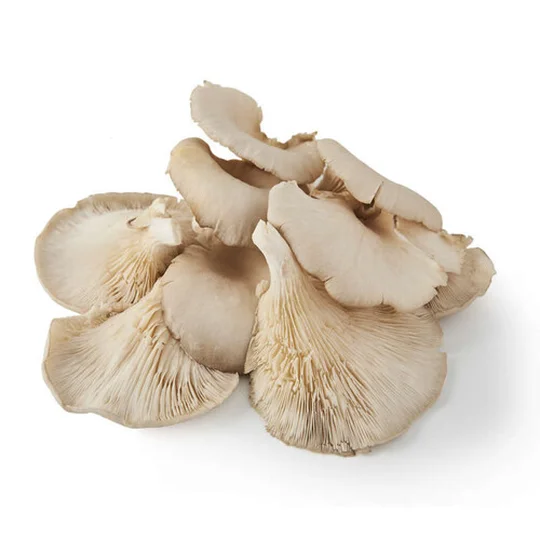 Champignon Pleurote cat I