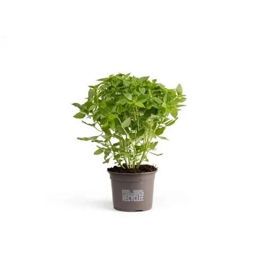 Pot de Basilic Bio XL