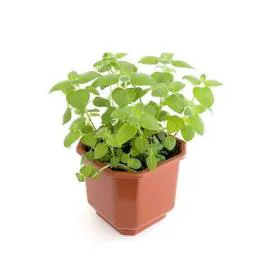  Menthe Fraîche Bio Le Pot l'unité