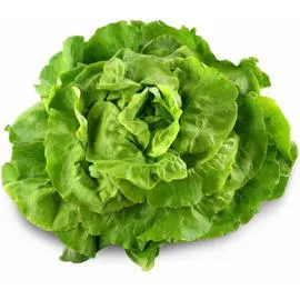- Salade Laitue verte l'unité
