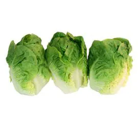 Salade, Variété Sucrine, Catégorie 1 x3