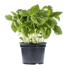 MONOPRIX Basilic le pot l'unité
