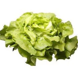 INTERMARCHÉ, LE CHOIX DU PRIMEUR Salade LAITUE BLONDE l'unité