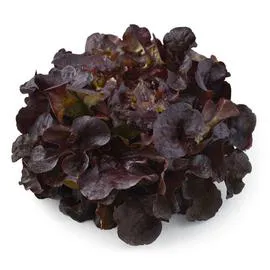 NATOORA Salade Feuille de Chêne Rouge x1 l'unité