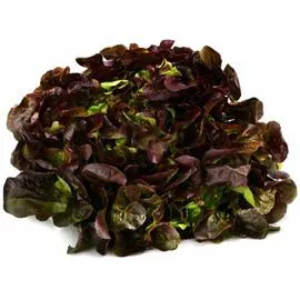 - Salade Feuille de chêne rouge l'unité