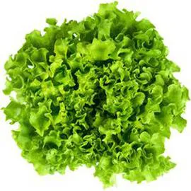 - Salade batavia l'unité