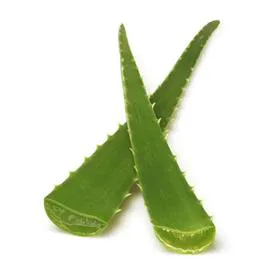  Feuille d'Aloe Vera Bio l'unité