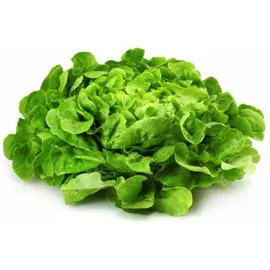 - Salade Feuille de chêne blonde l'unité