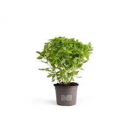 SAINT-RÉMY BASILIC Pot de Basilic Bio XL l'unité